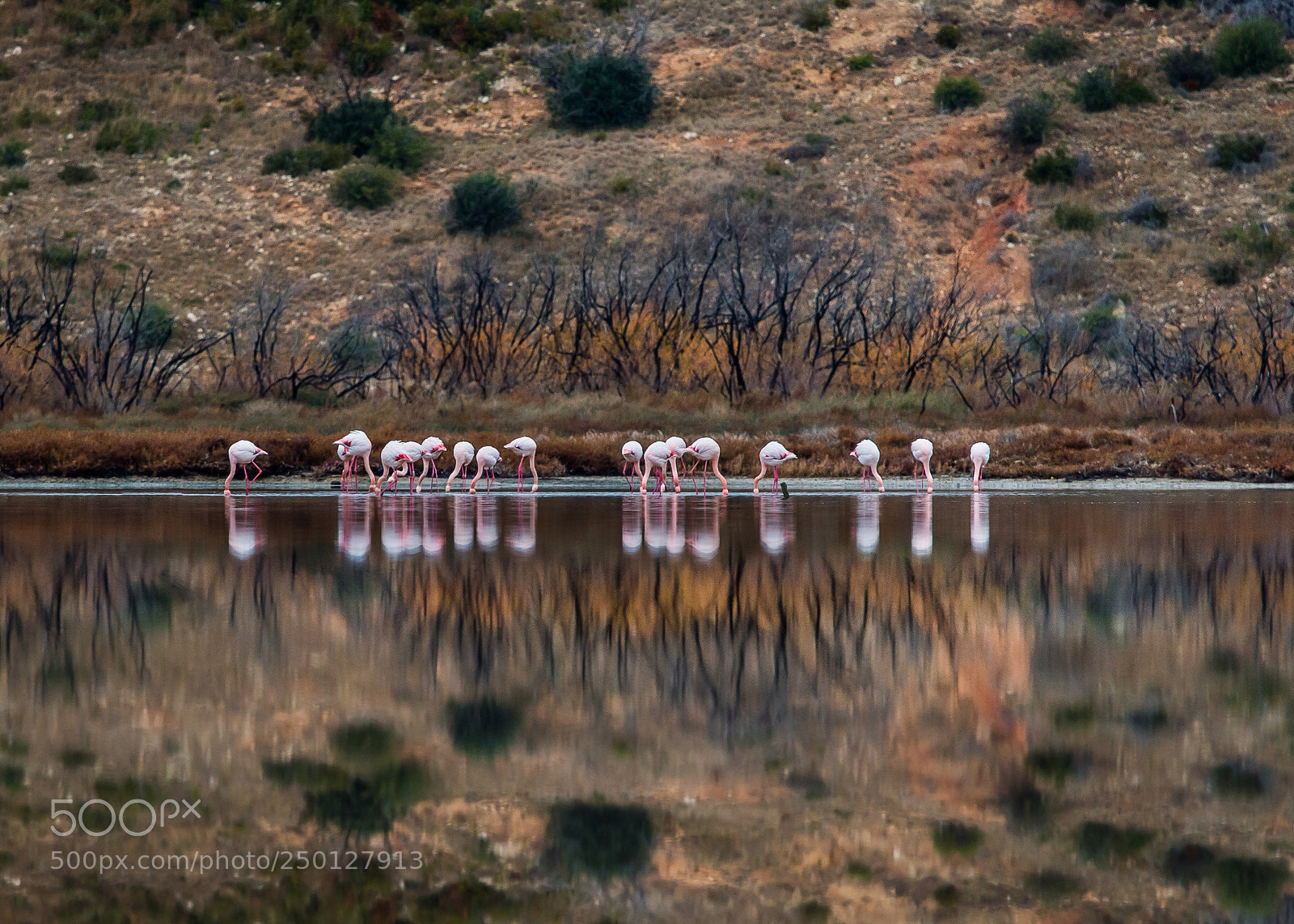 Nikon D4 sample photo. Flamants photography