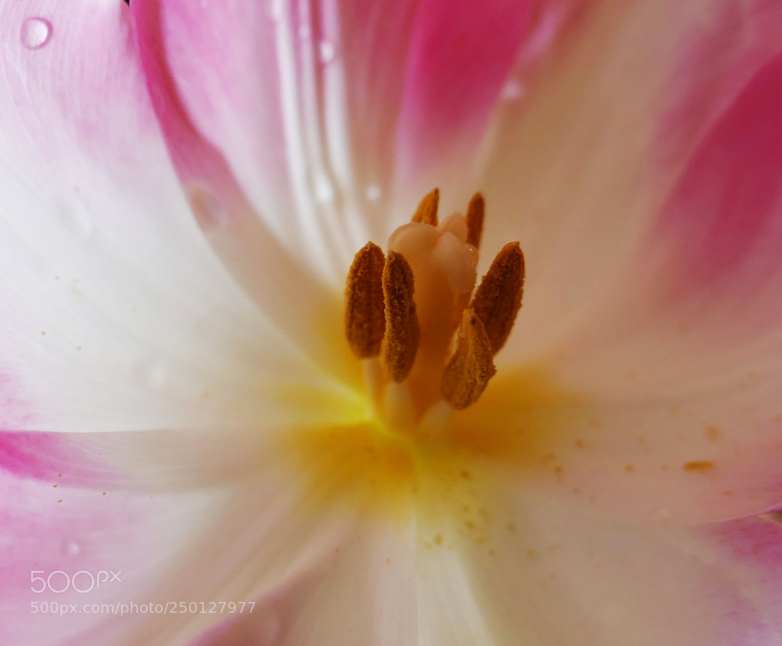 Panasonic Lumix DMC-FZ1000 sample photo. Pastel heart of tulip photography