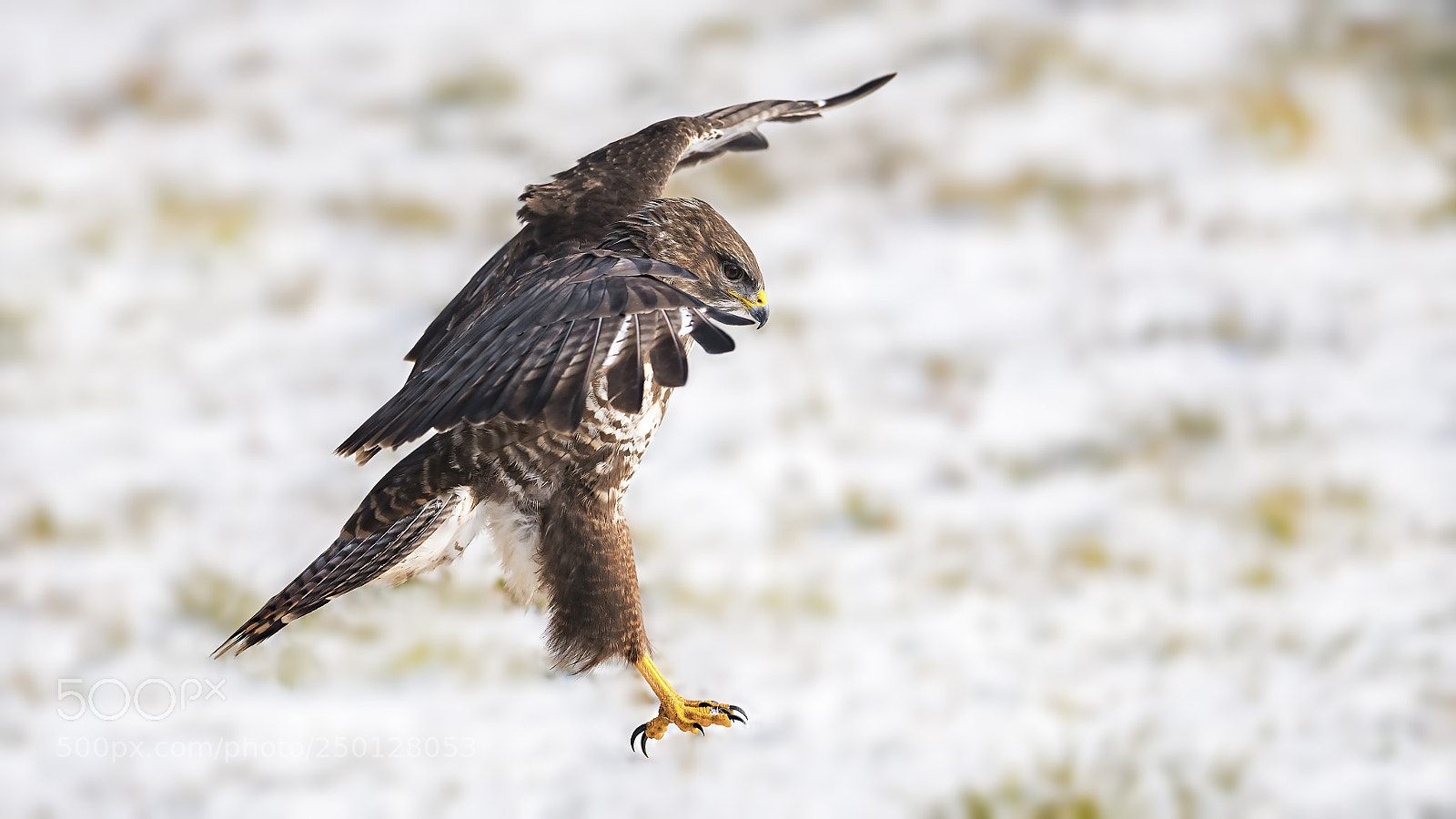 Panasonic Lumix DC-G9 sample photo. Common buzzard photography