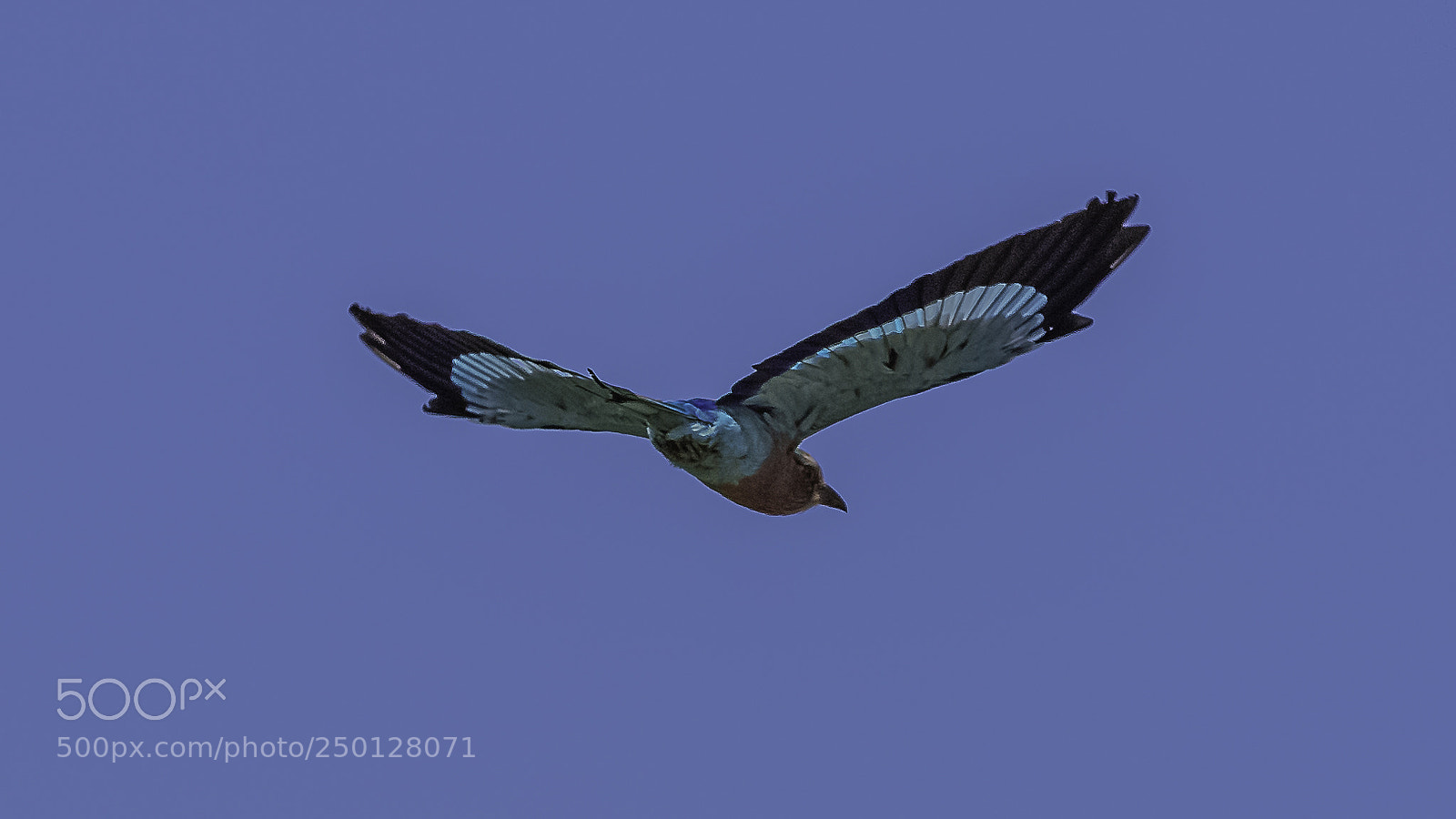 Canon EOS 6D Mark II sample photo. Blue on blue photography