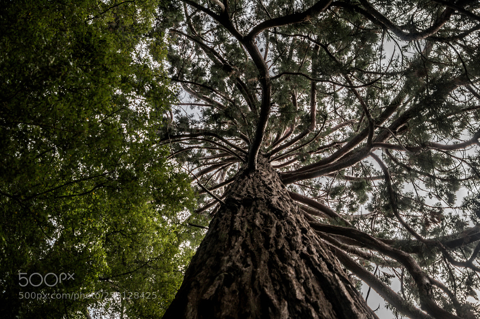 Canon EOS 80D sample photo. Branching tree photography