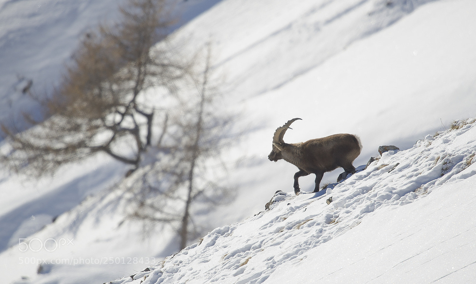 Nikon D3S sample photo. Alpine ibex photography