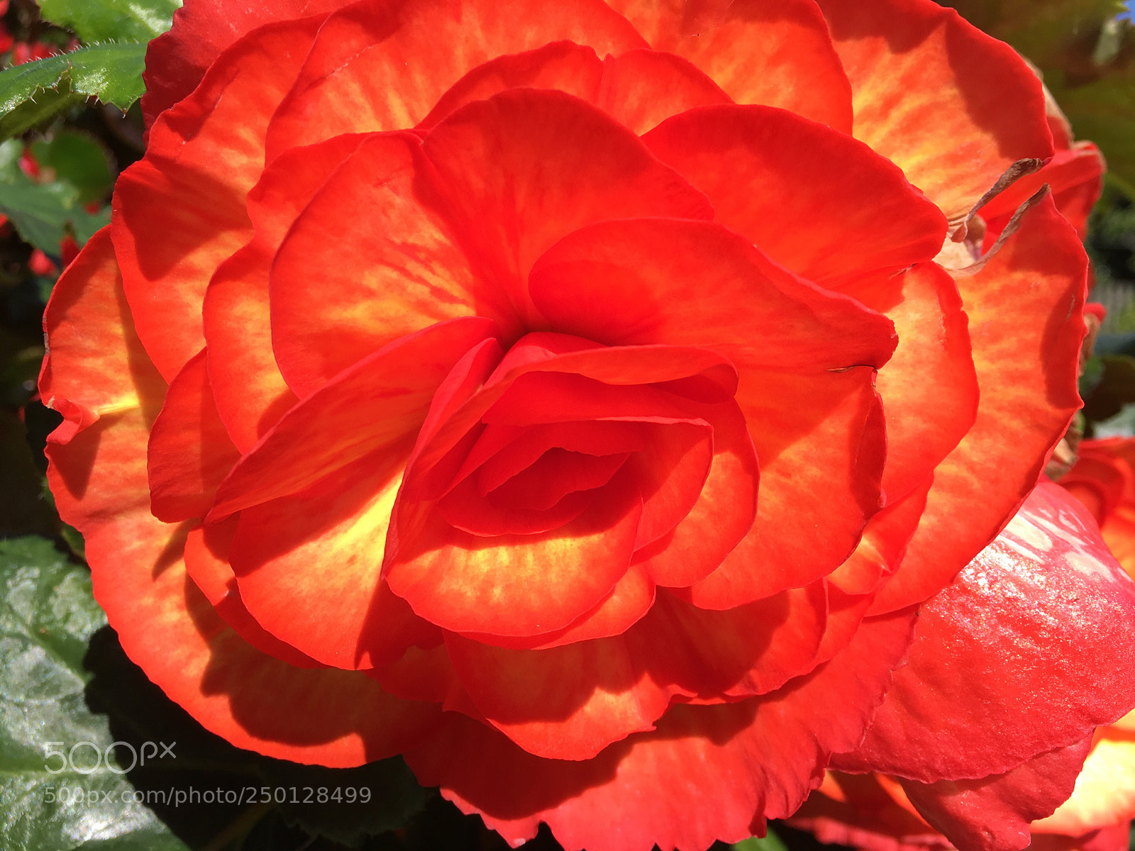 Apple iPhone SE sample photo. Flowers photography