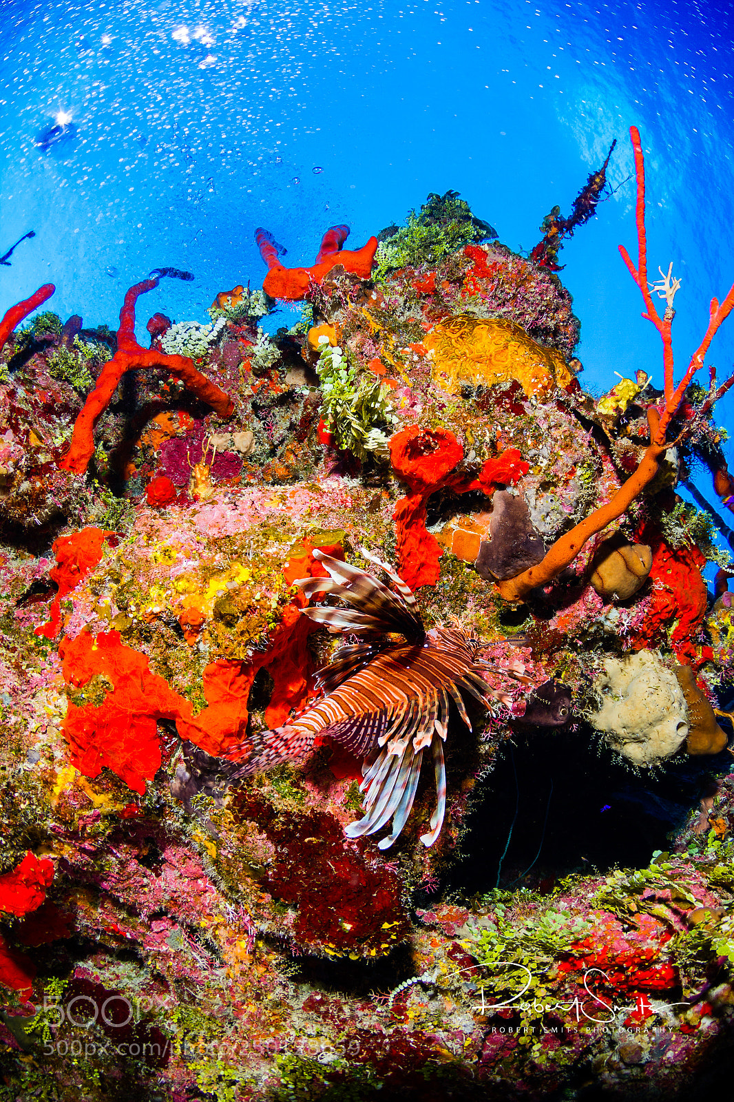 Canon EOS 7D sample photo. Lionfish on the colorful photography