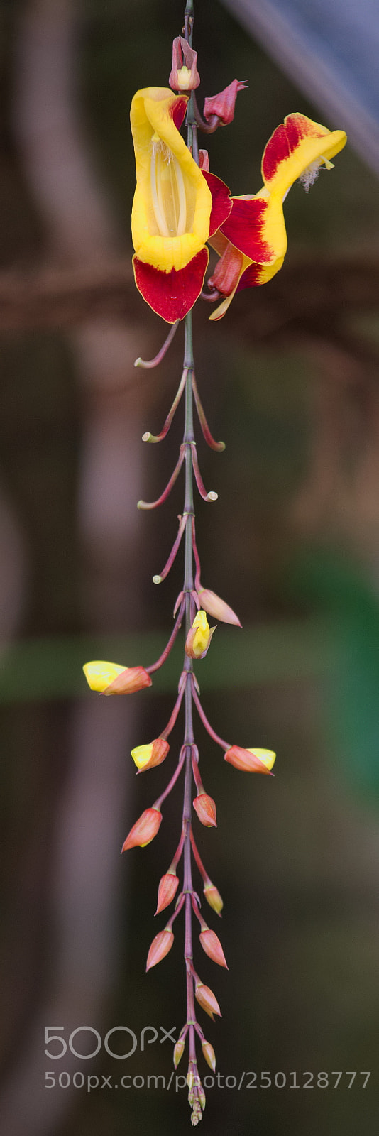 Fujifilm X-T20 sample photo. Tropical bloom photography