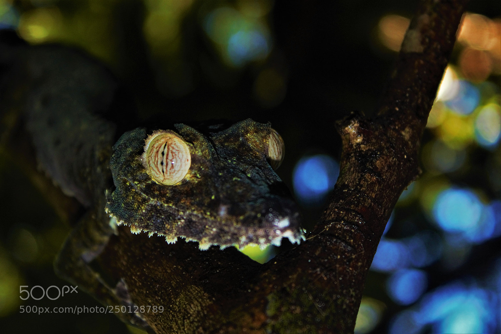 Canon EOS 650D (EOS Rebel T4i / EOS Kiss X6i) sample photo. Giant leaf-tailed gecko photography