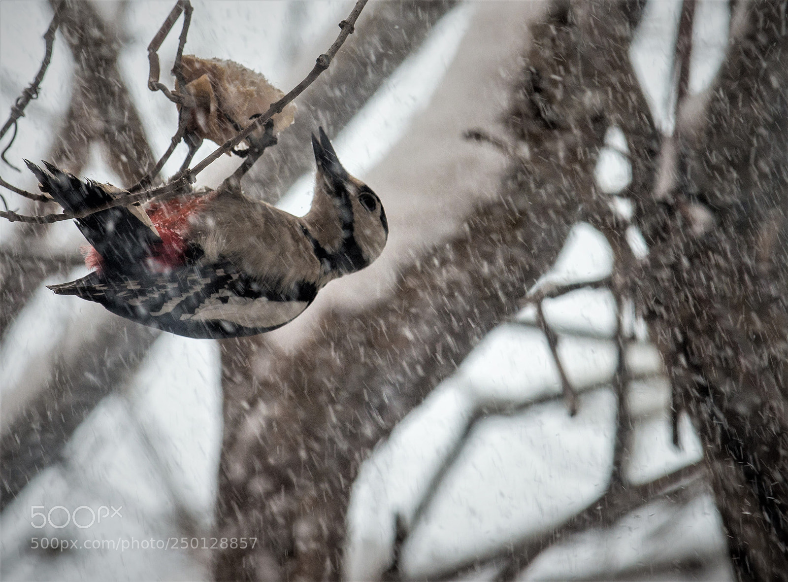 Nikon D800 sample photo. Hungrybird_&_snowstorm photography