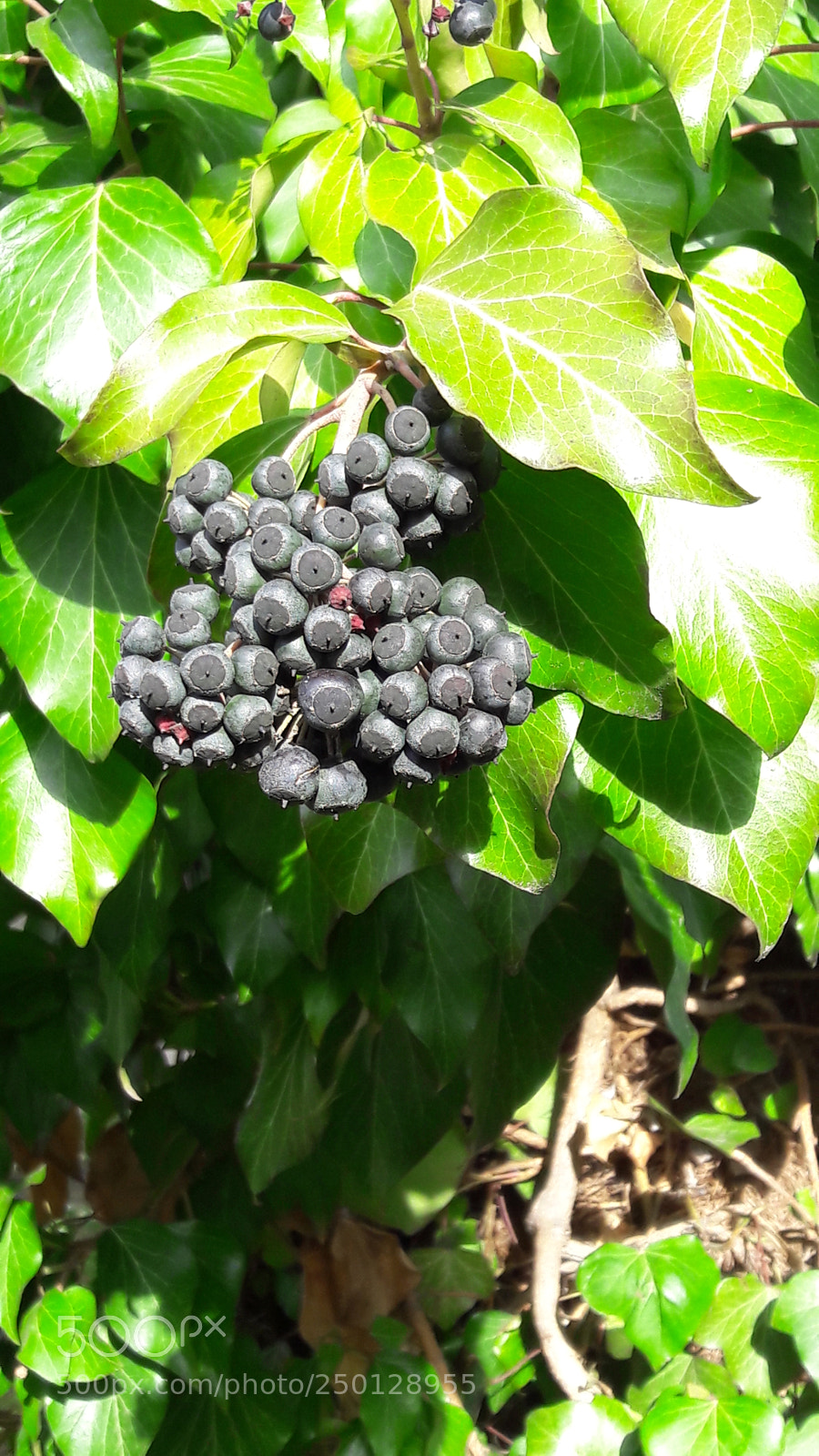 Samsung Galaxy A5(2016) sample photo. Untitled photography