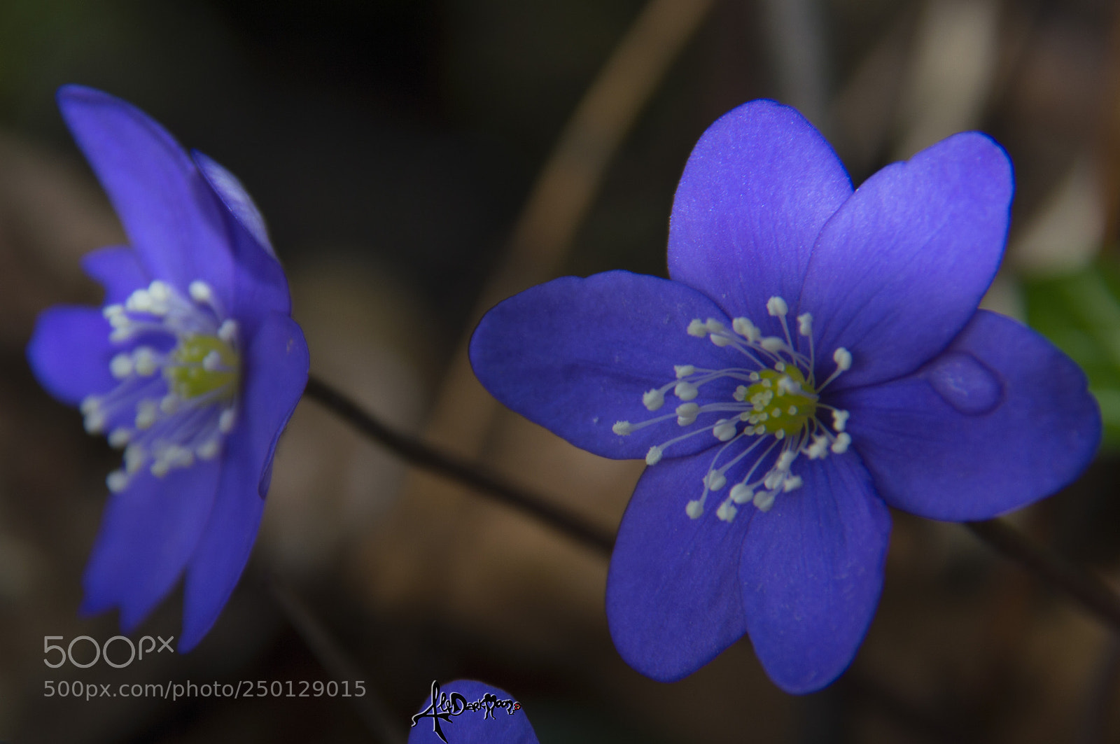 Nikon D3200 sample photo. Assaggi di primavera anemone photography