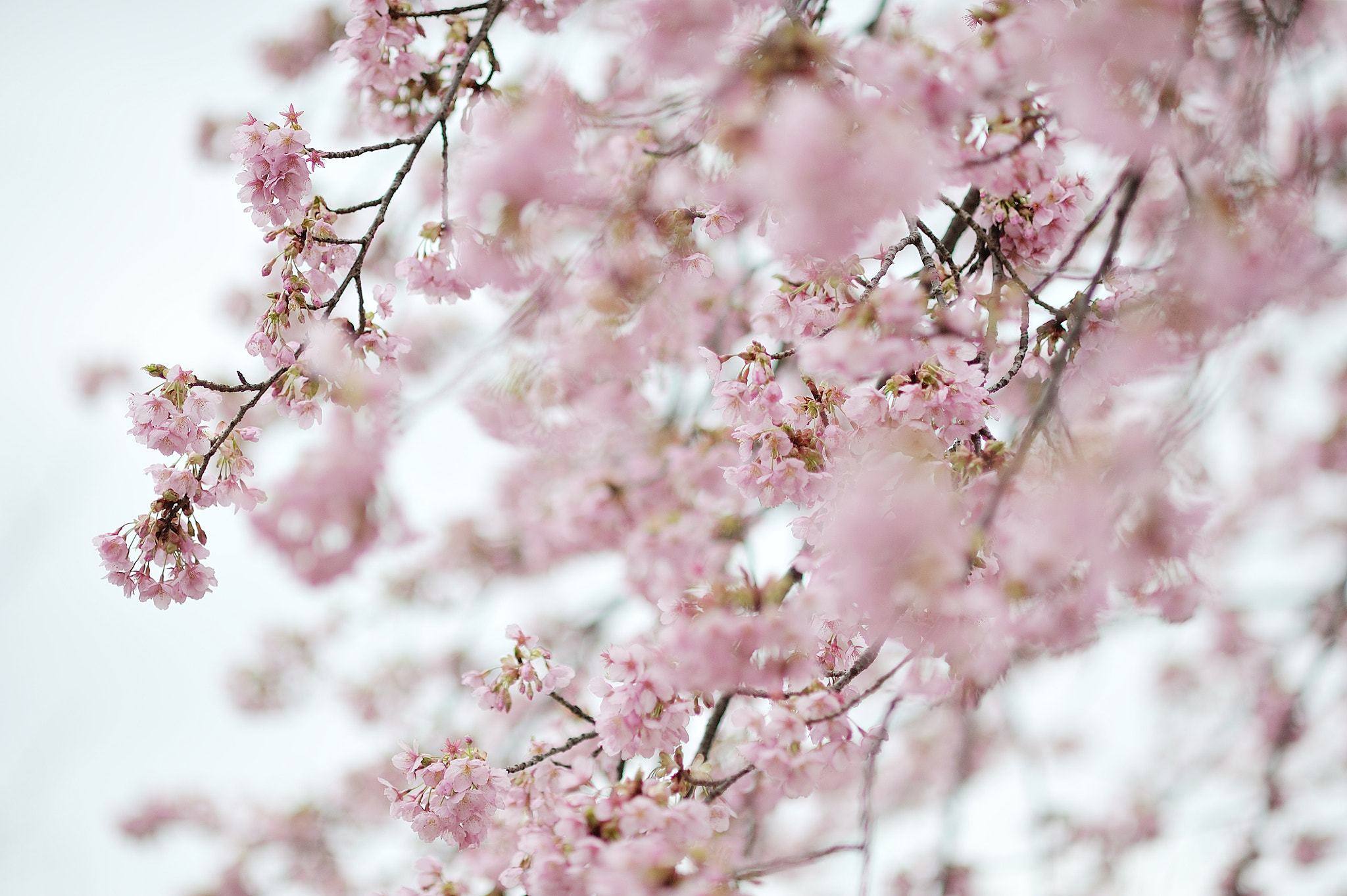 Nikon D700 sample photo. Spring for tokyoites photography