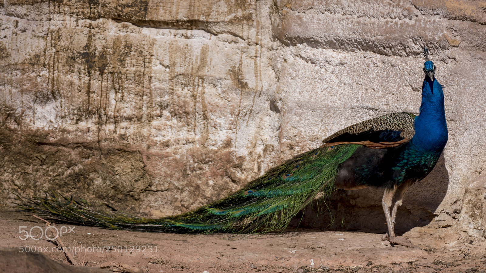 Sony a7R III sample photo. Peacock photography