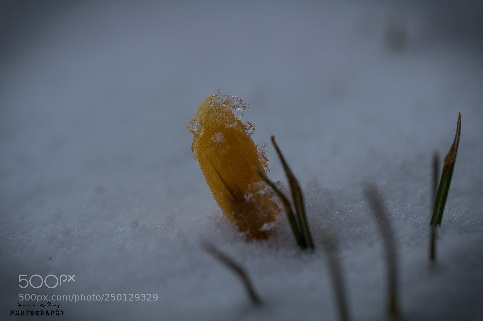Canon EOS 700D (EOS Rebel T5i / EOS Kiss X7i) sample photo. ☆winter is back☆ photography