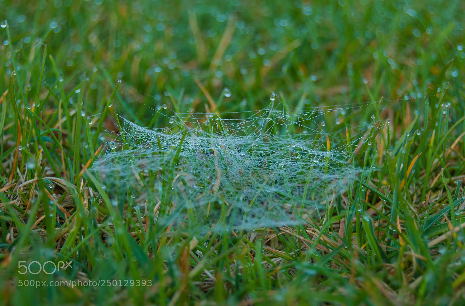 Nikon D60 sample photo. Spider's web photography