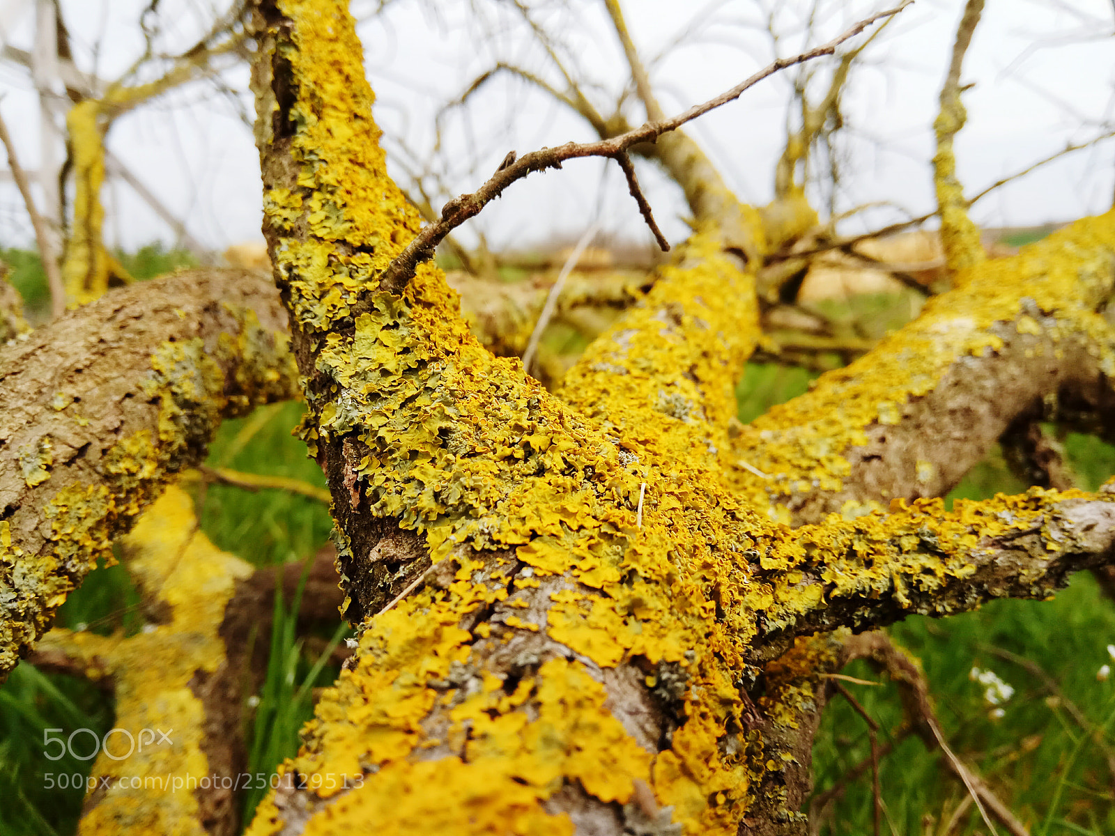 Xiaomi Redmi Note 4 sample photo. Yellow moss photography