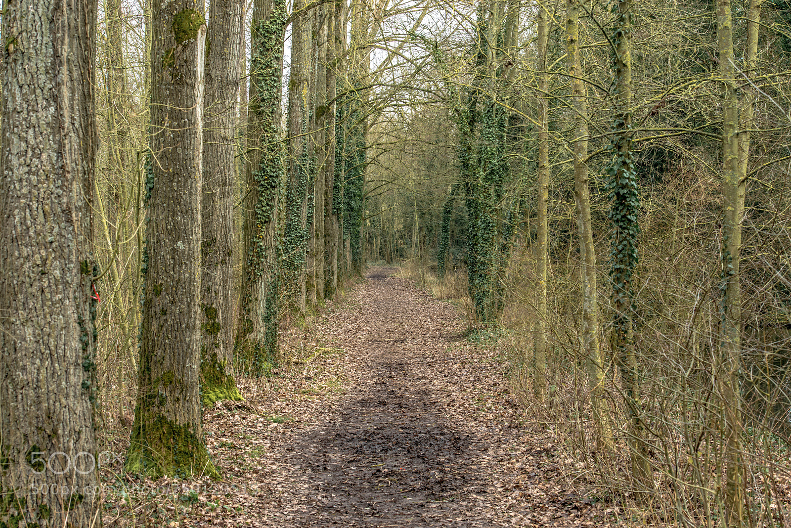 Nikon D800 sample photo. Saint laurent blangy.france. photography