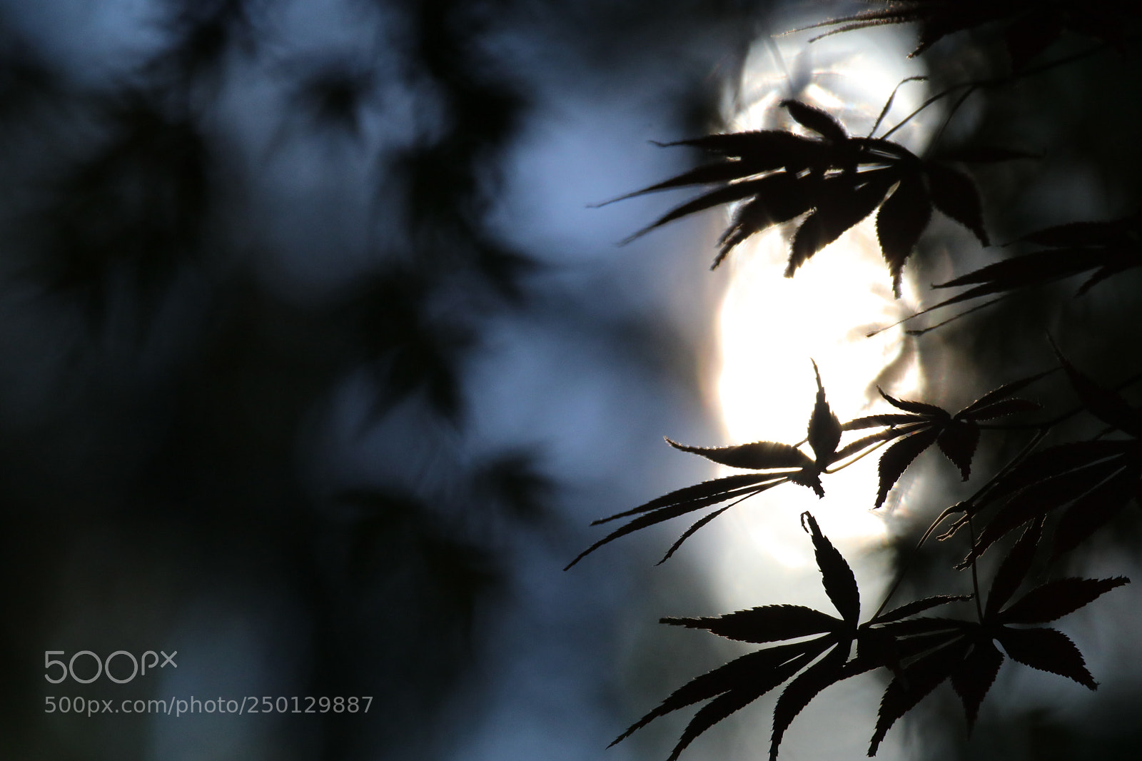 Canon EOS 80D sample photo. The interlaced time and photography