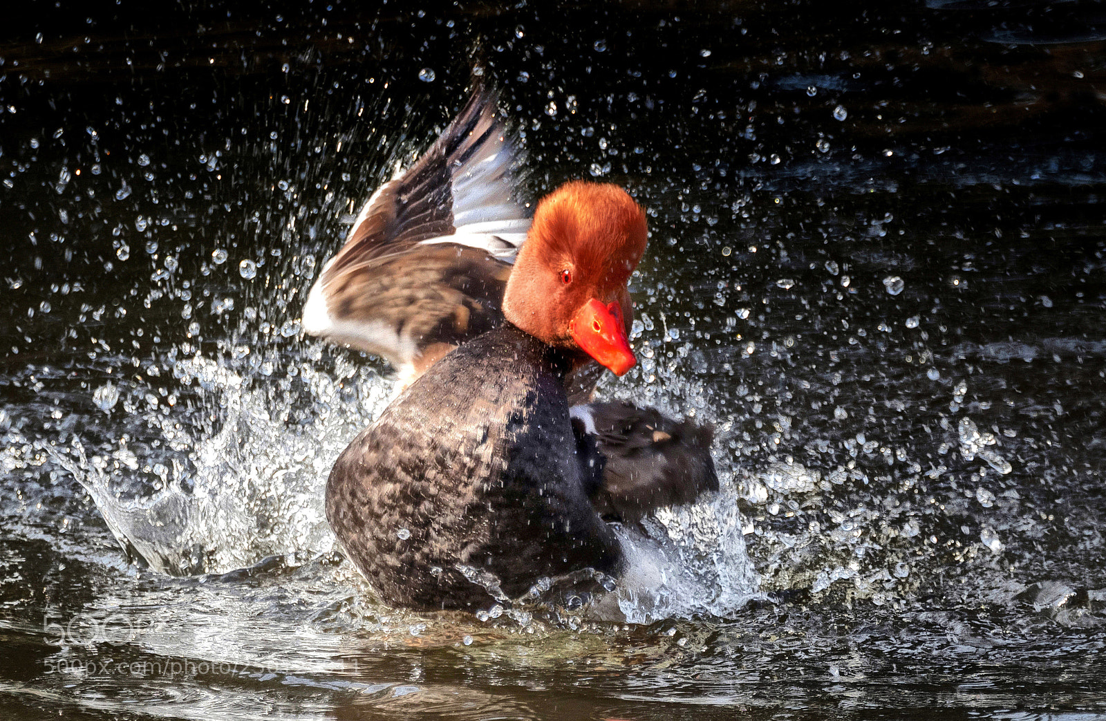 Nikon D500 sample photo. Netta rufina photography