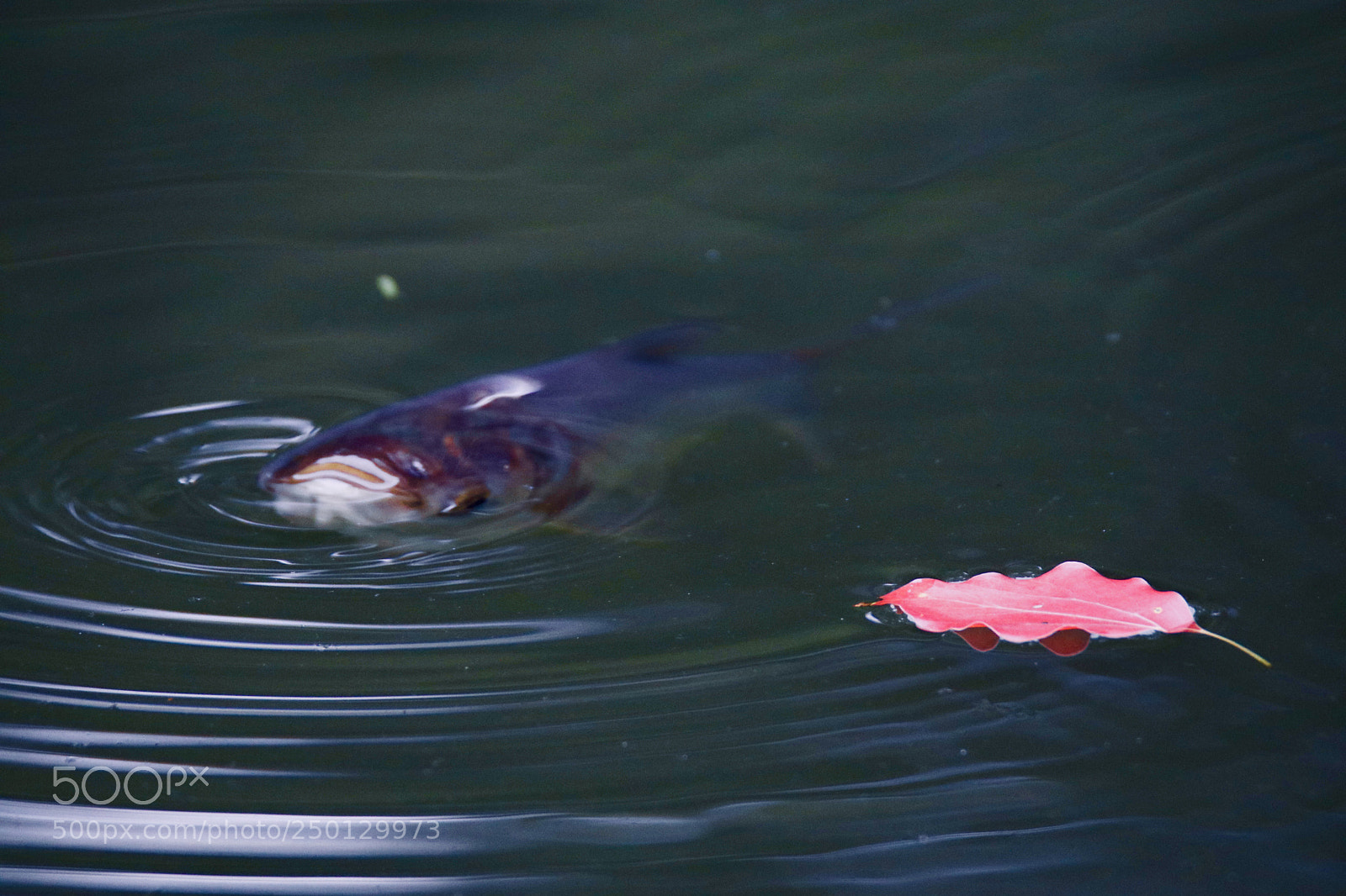 Canon EOS 80D sample photo. 寻觅looking for photography