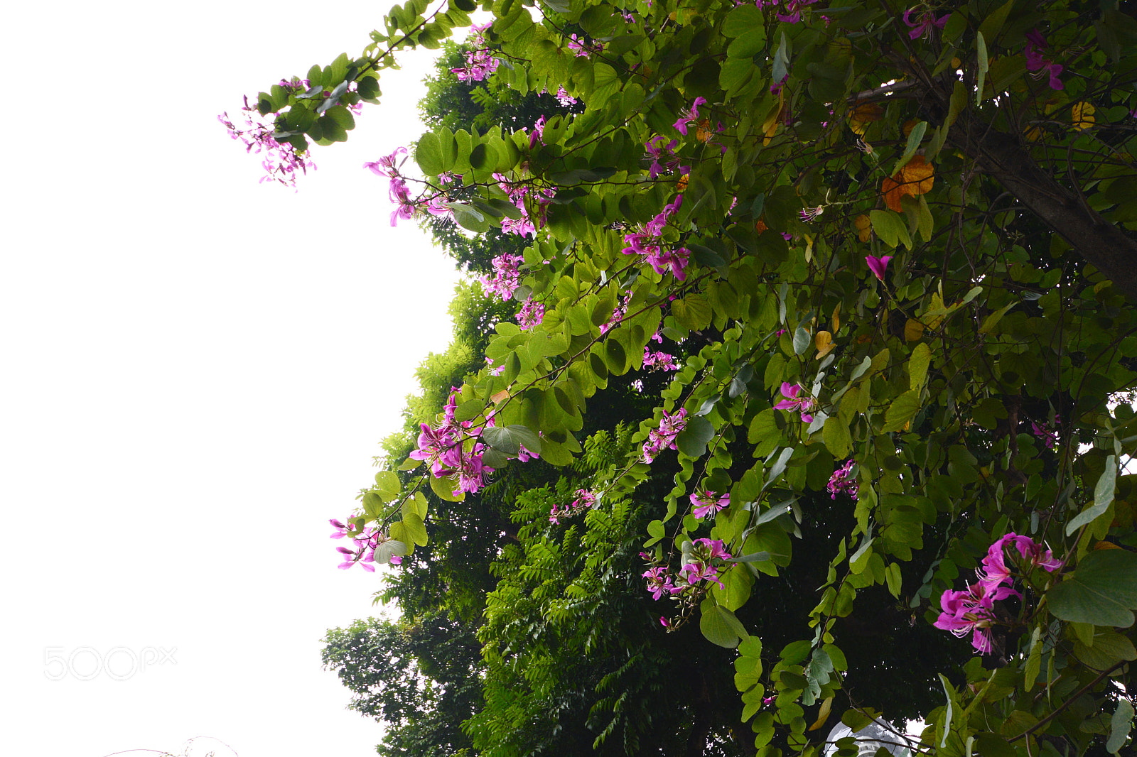 Nikon D7100 sample photo. Untitled photography