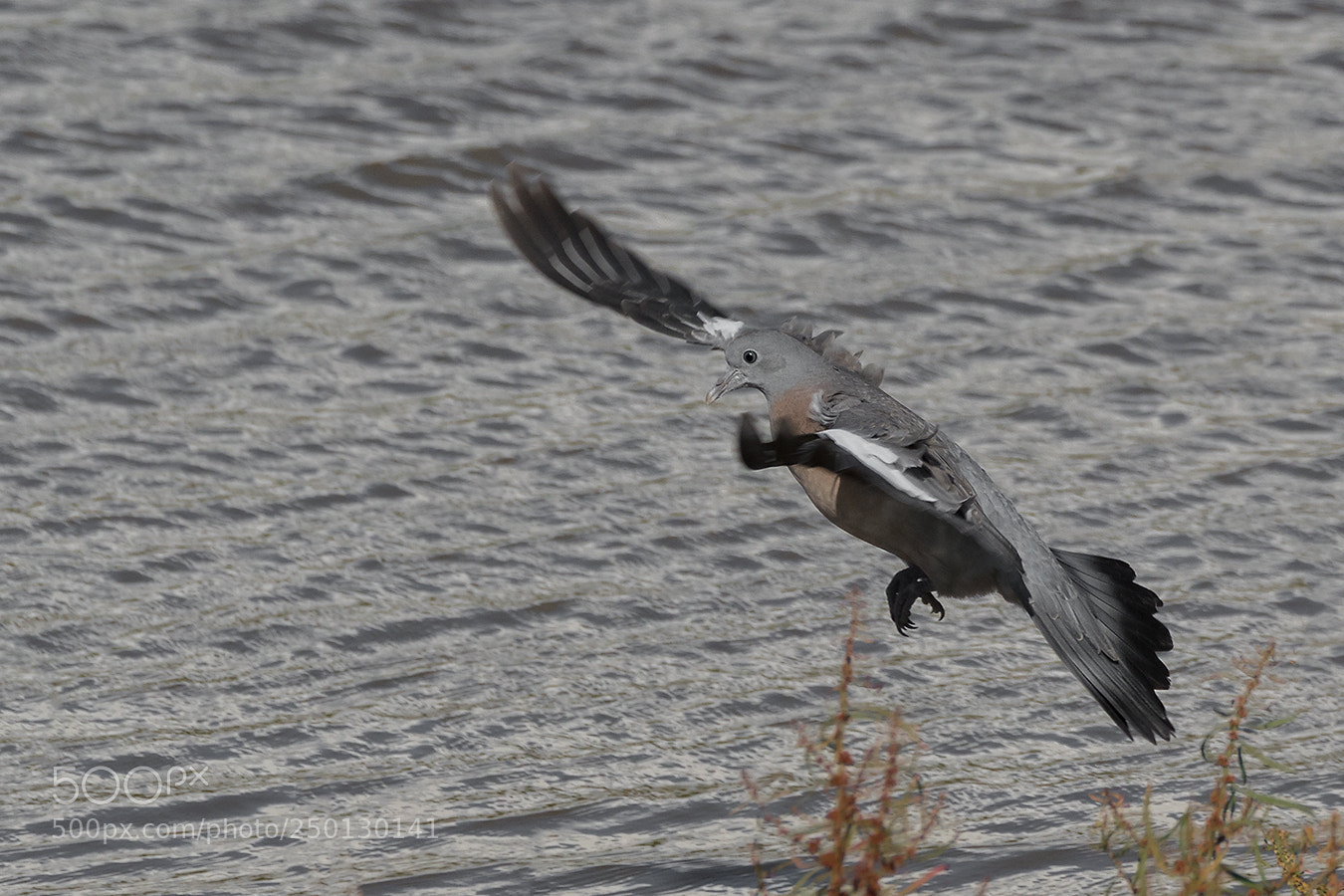 Canon EOS 7D Mark II sample photo. ``täubchen´´ photography