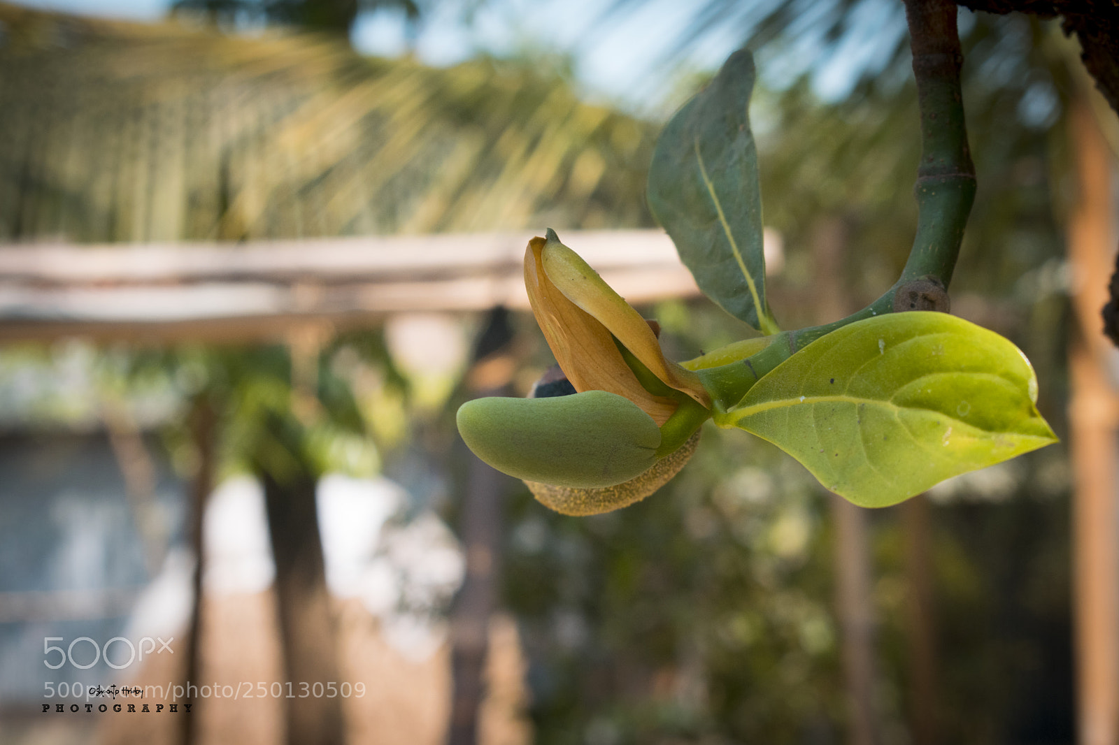 Nikon D5300 sample photo. কাঁঠাল এর বৈজ্ঞানিক নাম artocarpus heterophyllus ( photography