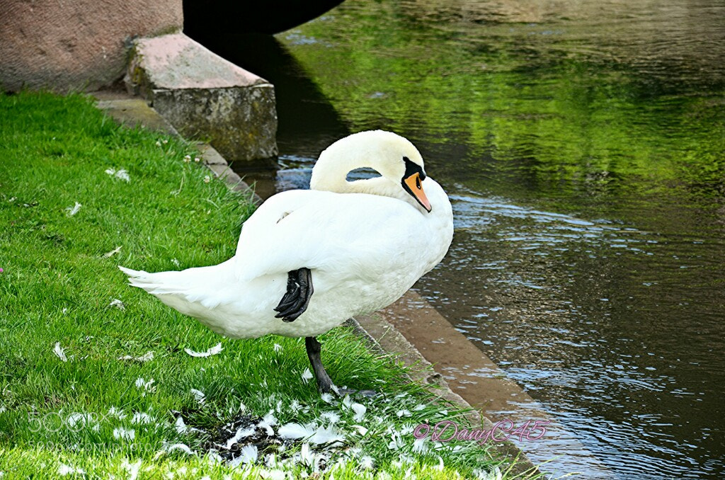 Nikon D5100 sample photo. A swan - un photography
