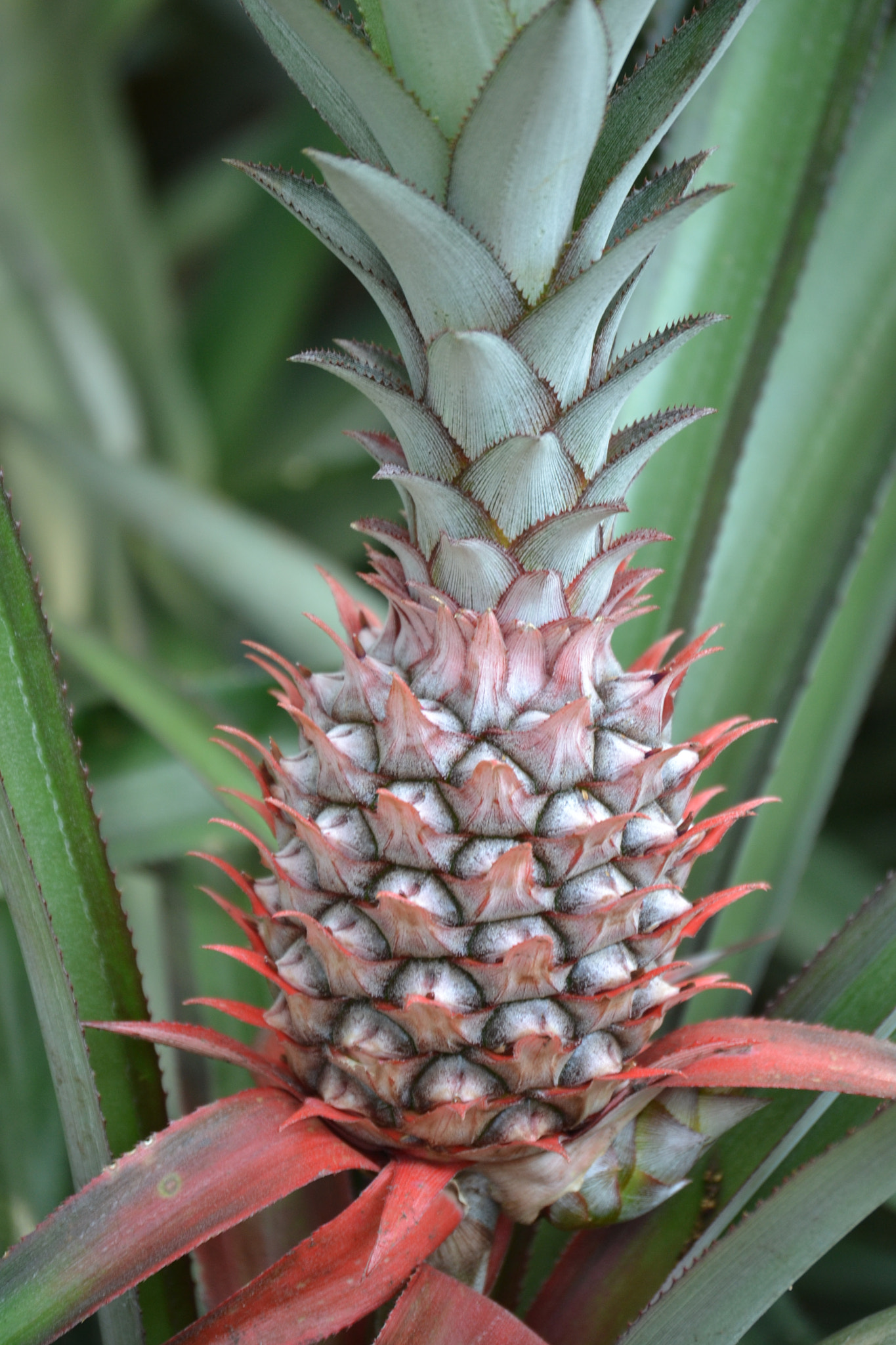 Nikon D3100 sample photo. Pineapple photography