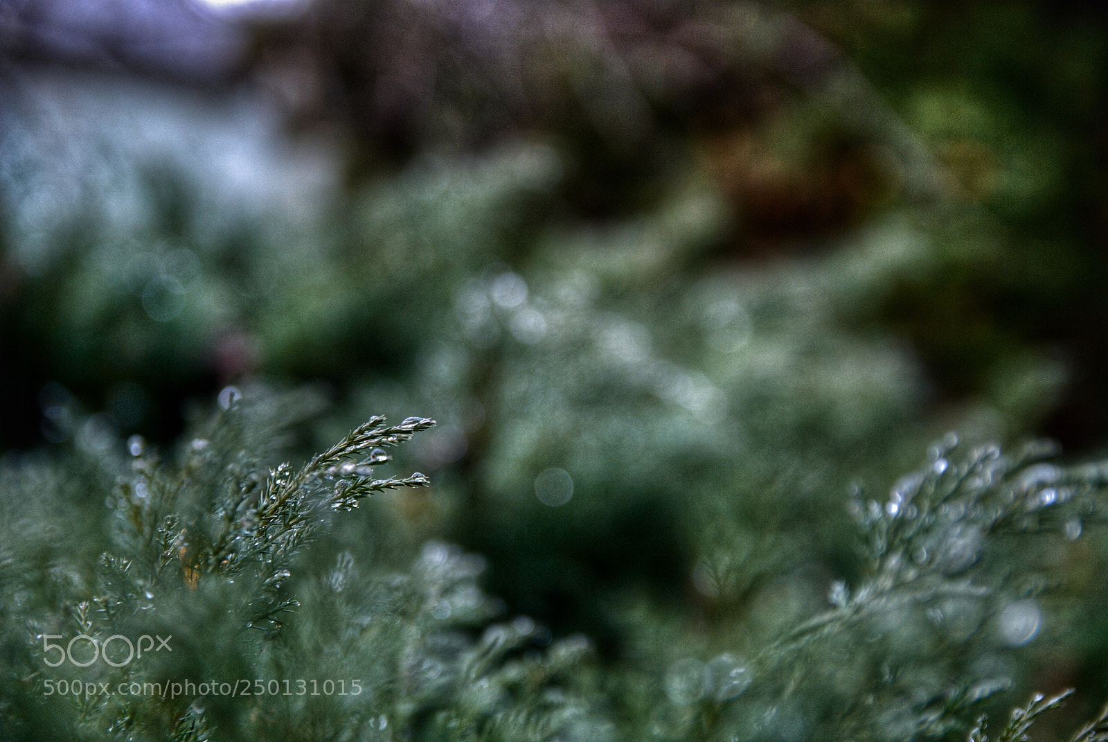 Nikon D80 sample photo. Spring morning photography