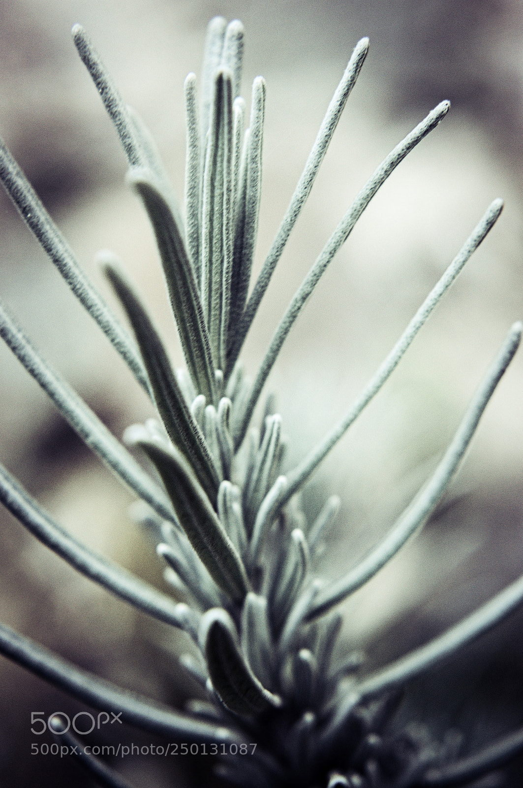 Nikon D3200 sample photo. Lavender photography