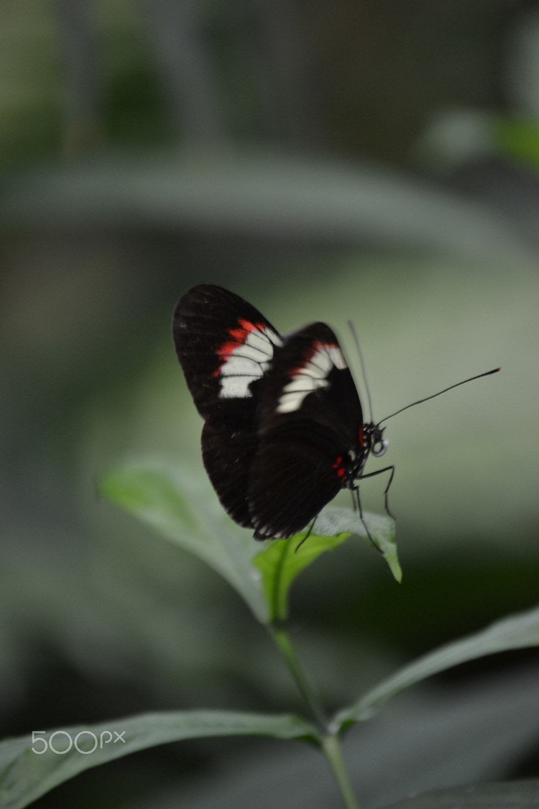 Nikon D3100 sample photo. Butterfly photography