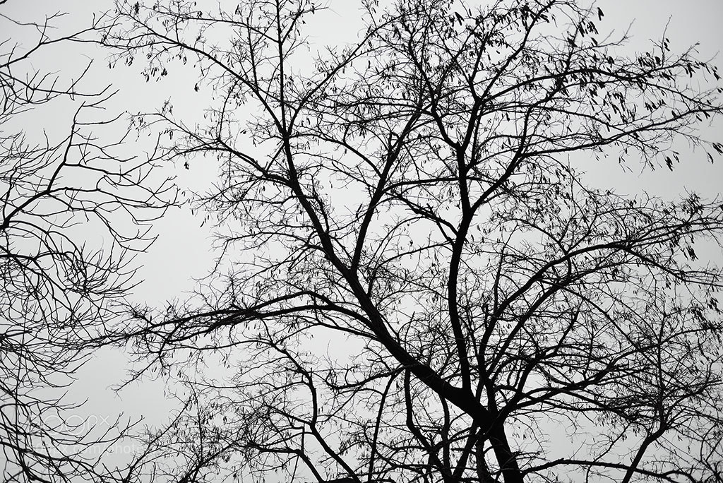Nikon D800E sample photo. 水墨中国 photography