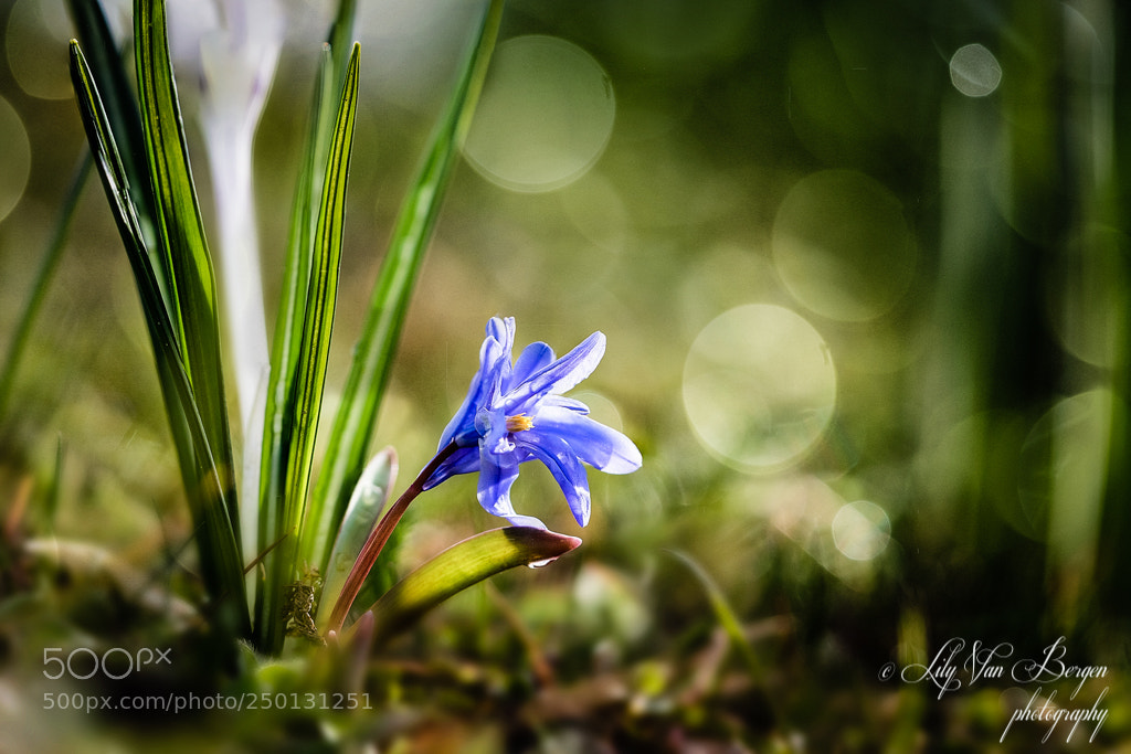 Nikon D810 sample photo. Eye-catching photography