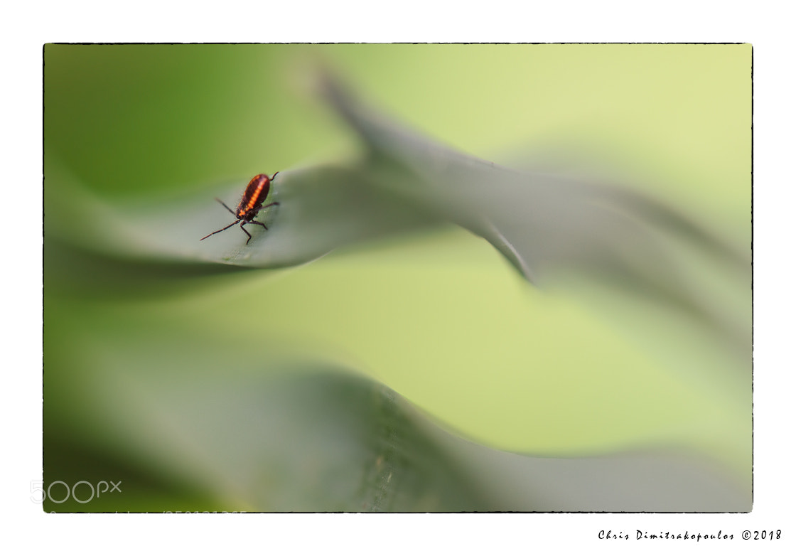 Nikon D7000 sample photo. It's a green world photography