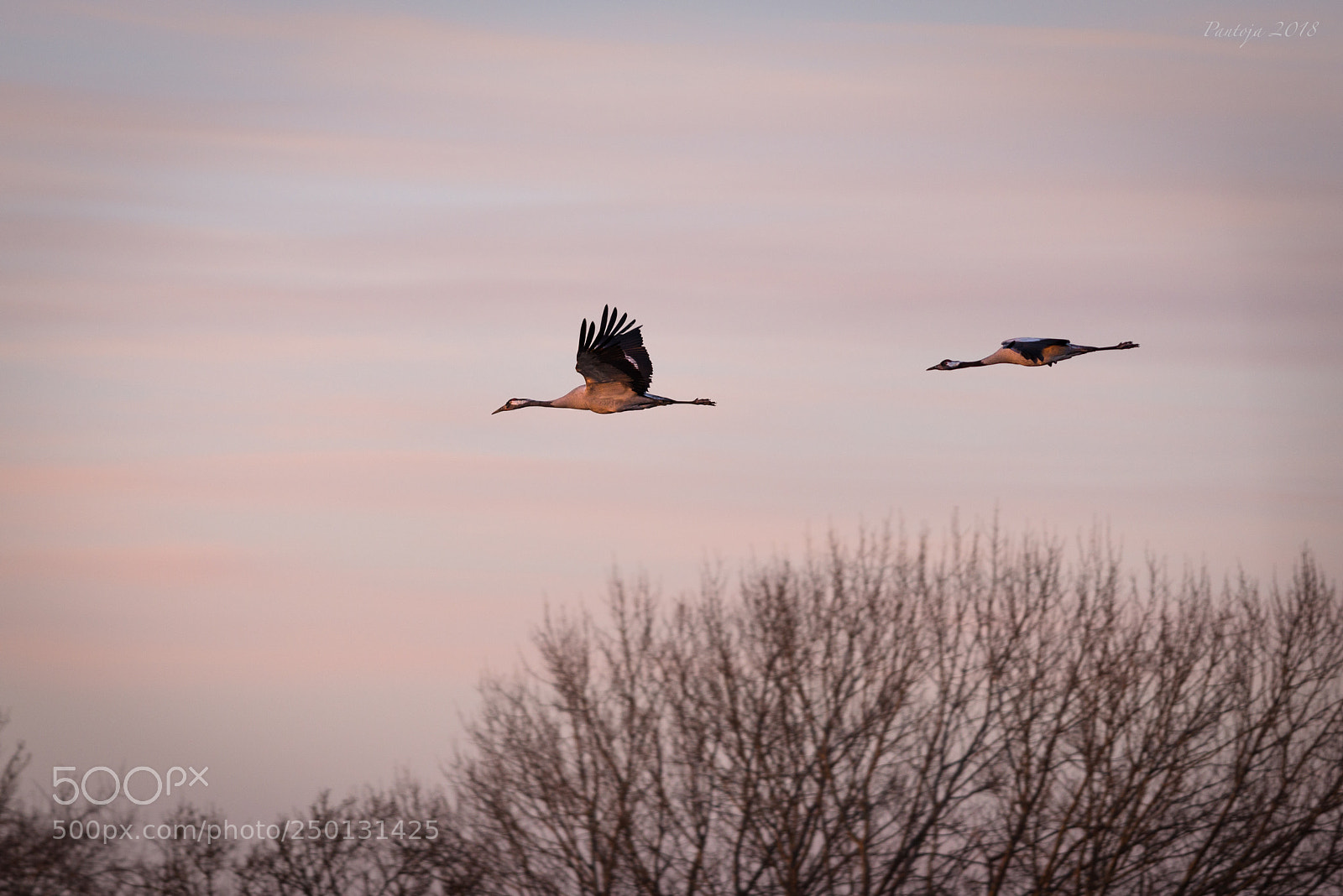 Nikon D600 sample photo. Evening cranes photography