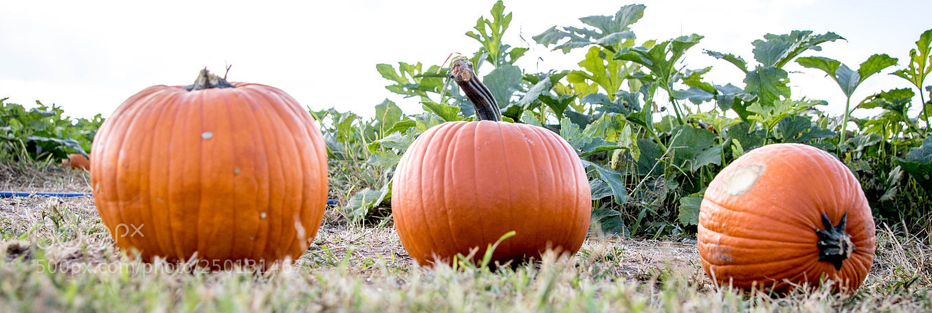 Canon EOS 7D Mark II sample photo. Pumpkin patch photography