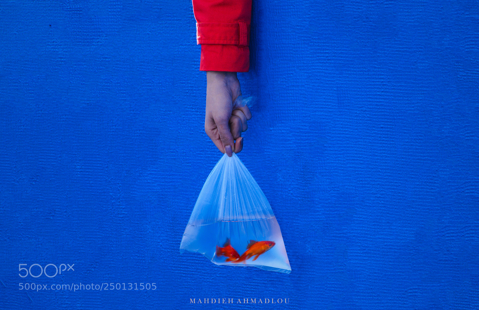 Nikon D7100 sample photo. Blue noruz.. photography