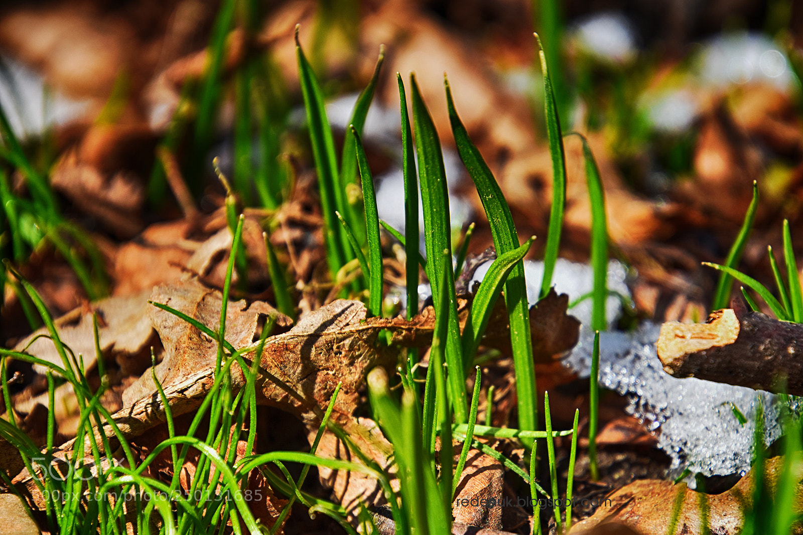 Nikon D5500 sample photo. Http redesiuk.blogspot.com 2018 03 photography
