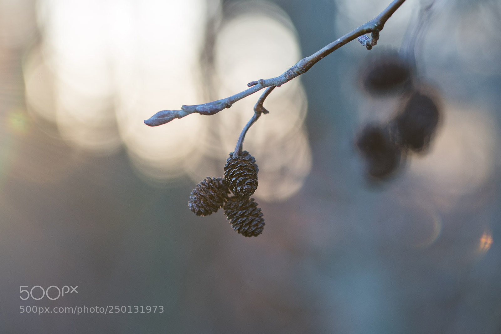 Nikon D500 sample photo. Golden hour photography
