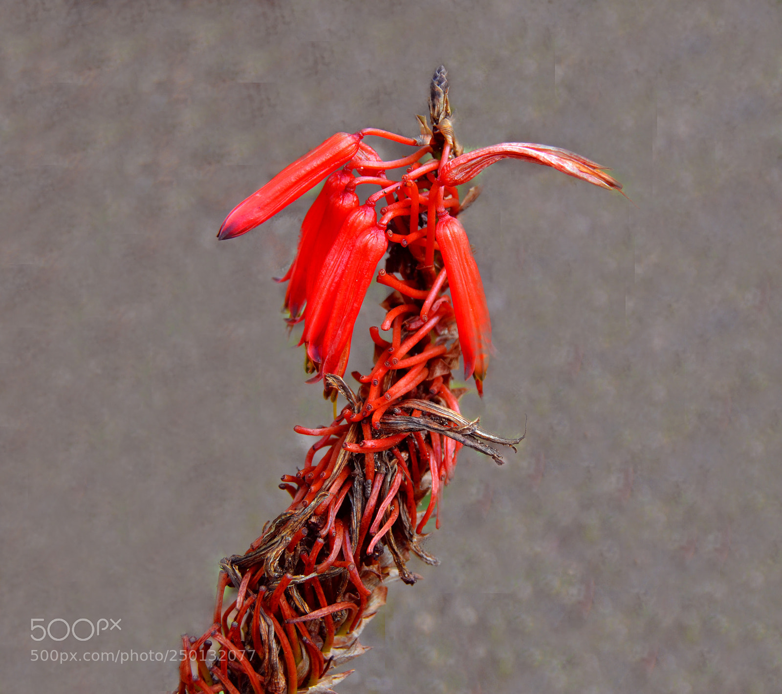 Nikon D3100 sample photo. Flor. aloe arborescens photography