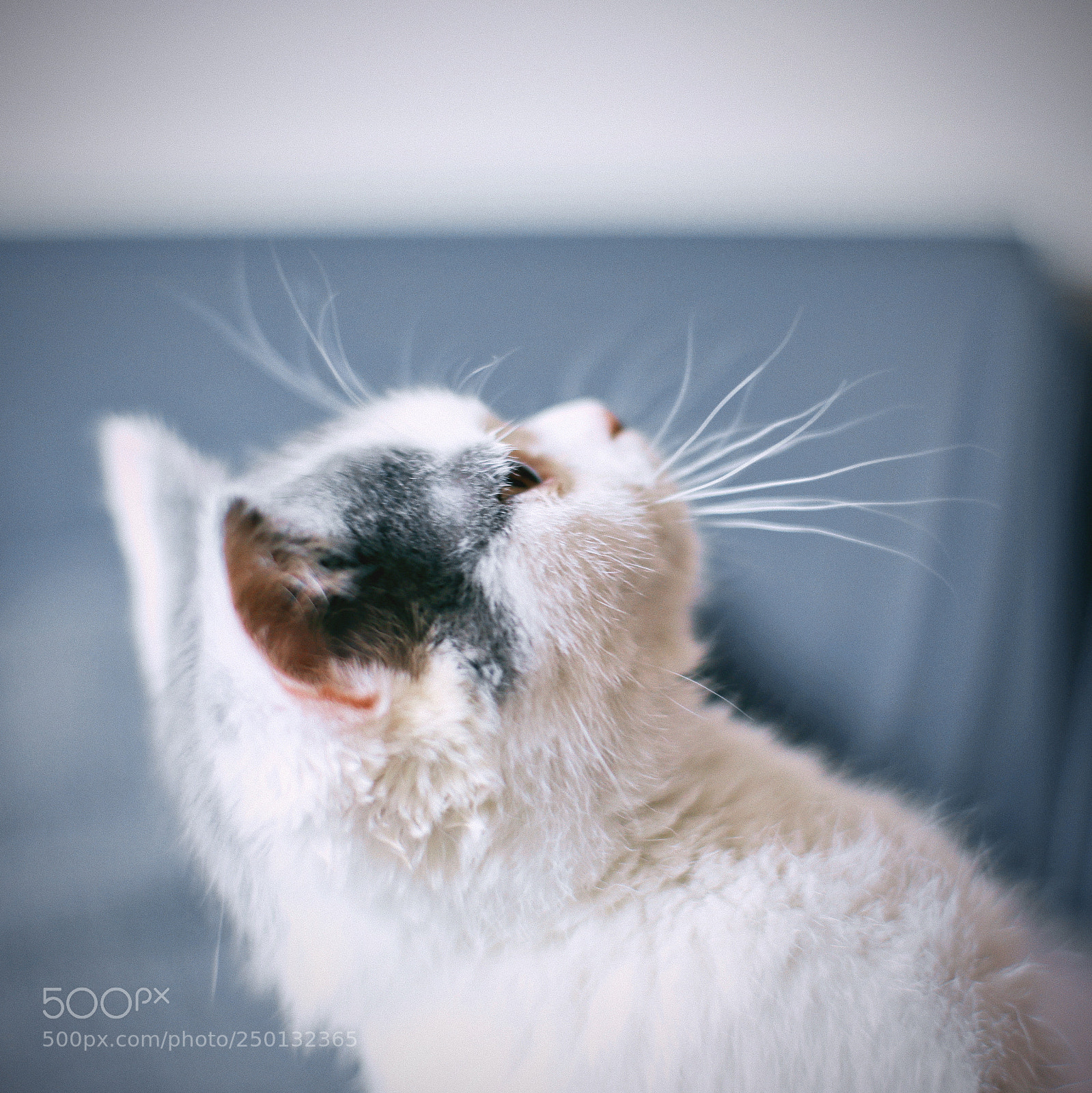Canon EOS 5D Mark IV sample photo. Kitty photography