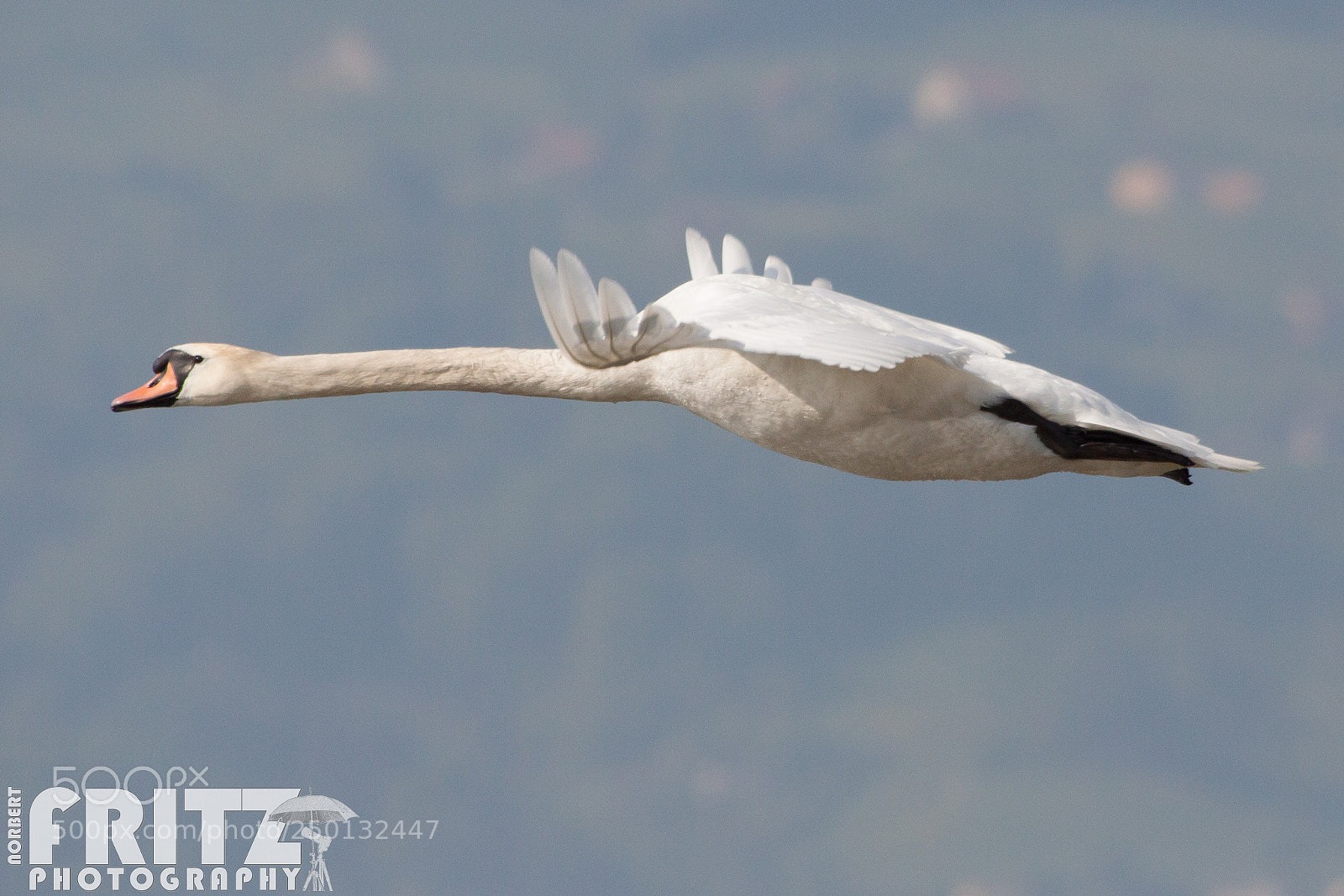 Canon EOS 50D sample photo. Höckerschwan photography