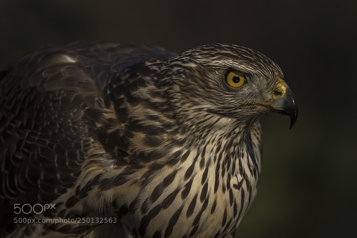 Canon EOS 7D Mark II sample photo. Goshawk, hunting photography