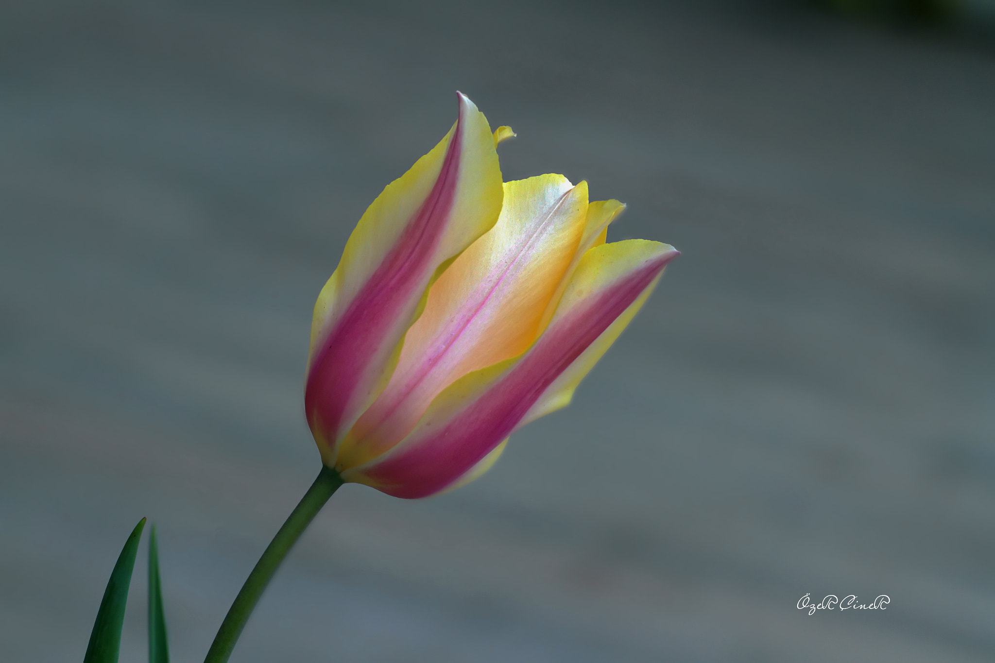 Canon EF 100mm F2.8L Macro IS USM sample photo. Beauty in nature photography