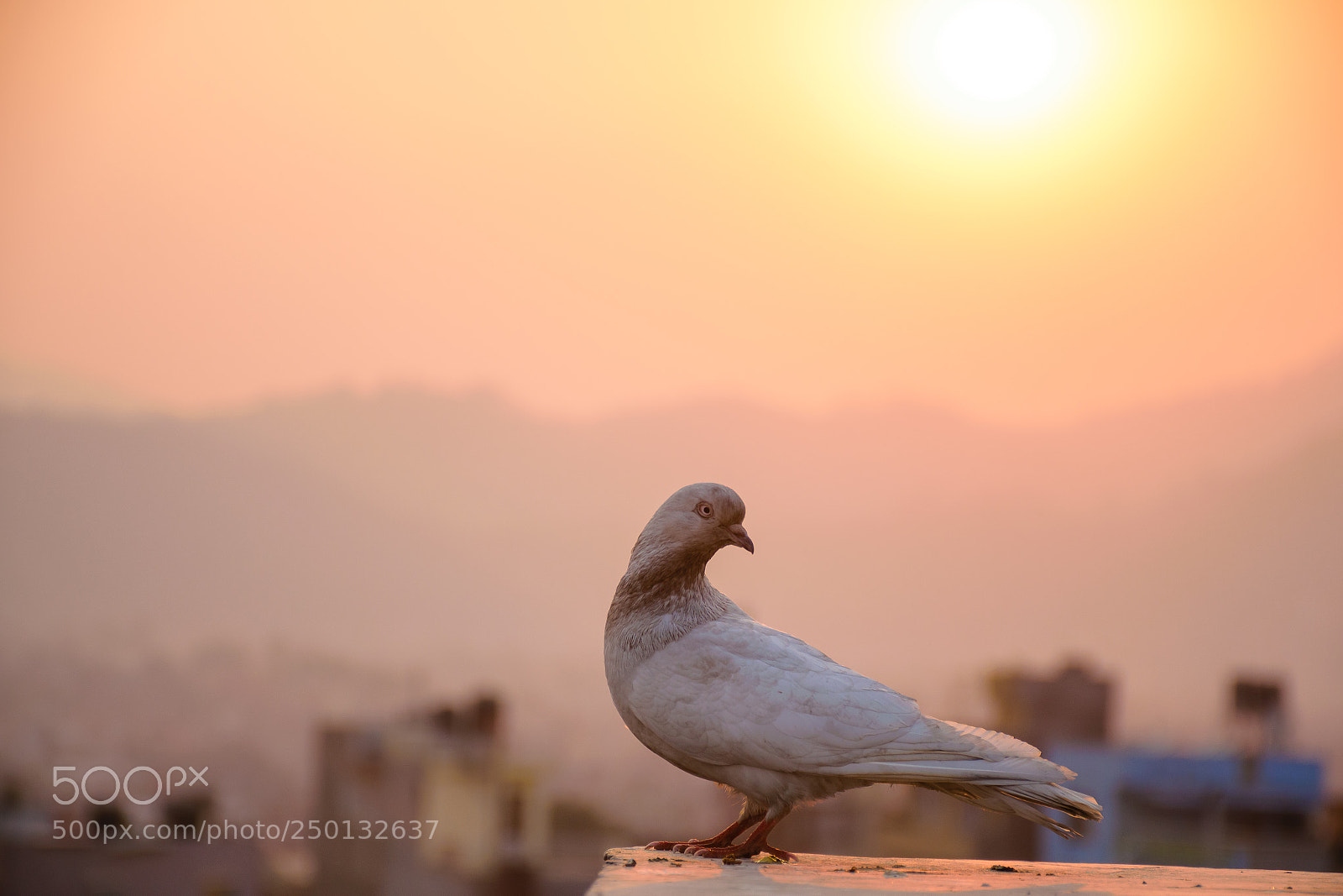 Nikon D5300 sample photo. White pigeon amidst the photography