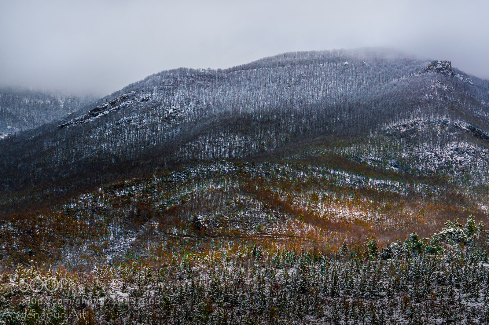 Nikon D3200 sample photo. Trees colors photography