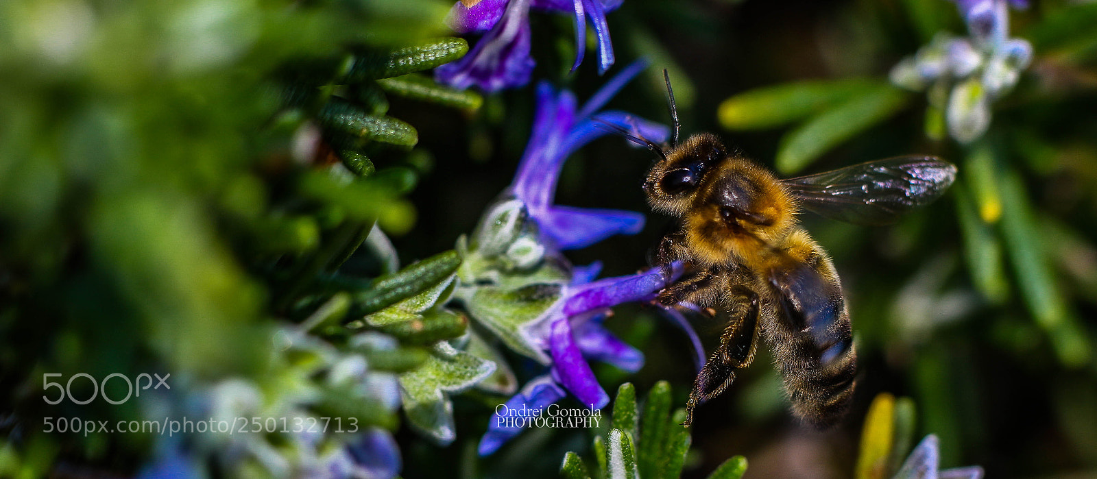 Canon EOS 100D (EOS Rebel SL1 / EOS Kiss X7) sample photo. Busy bee #2 photography