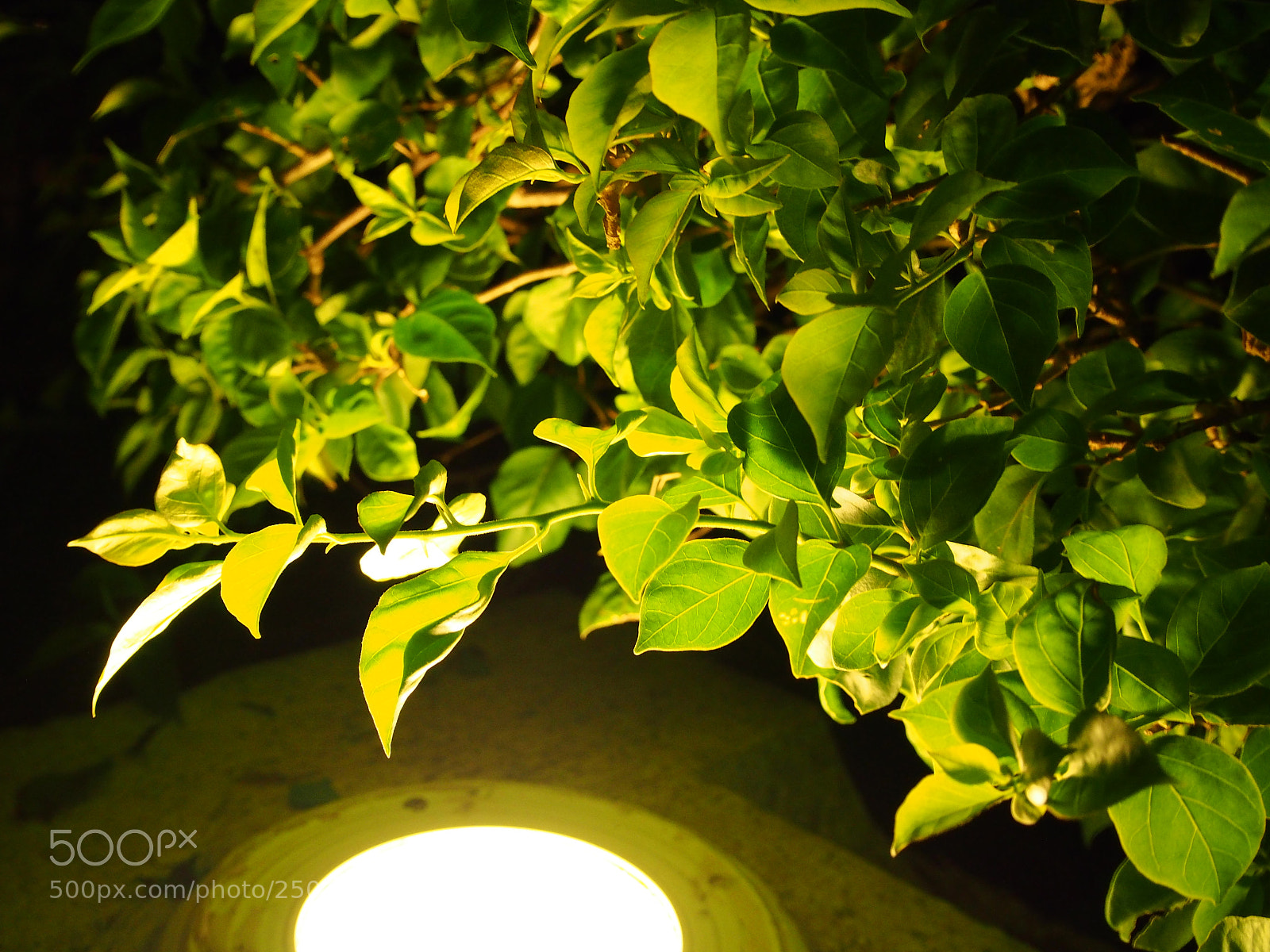 Olympus PEN E-P5 sample photo. Lonely and warm streetlight photography