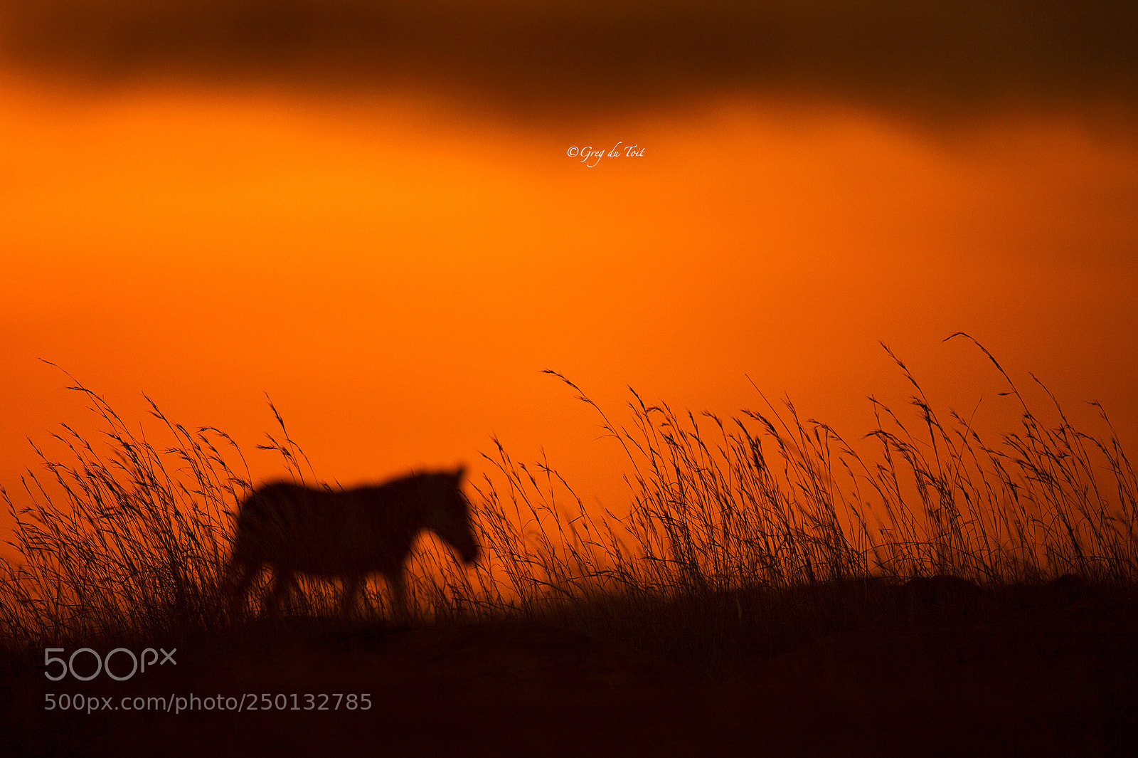 Nikon D4S sample photo. Vanishing zebra (sunset grass) photography