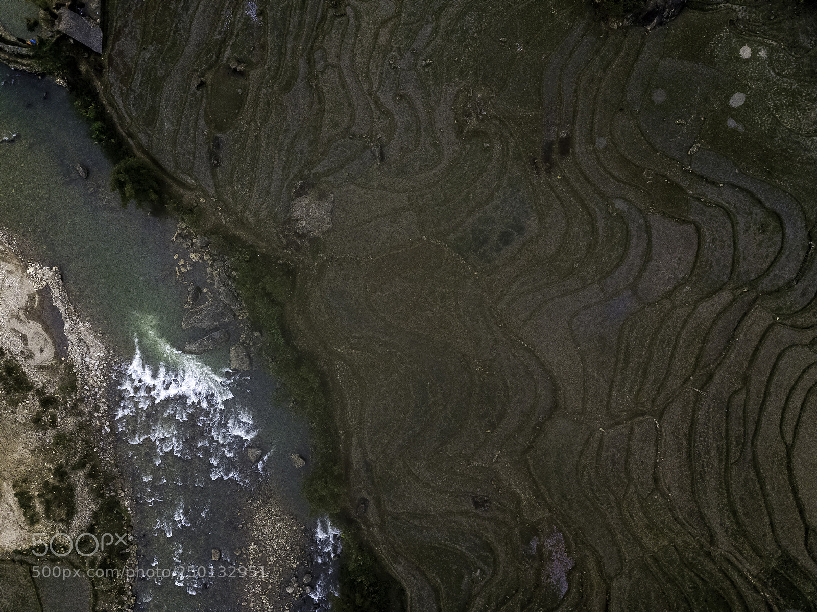 DJI FC220 sample photo. Drone view of rice photography