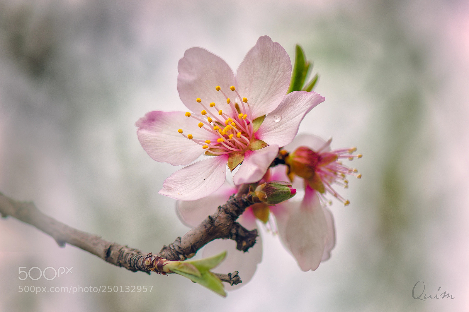 Nikon D7100 sample photo. Primavera photography